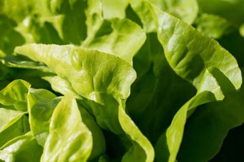 lettuce-greens